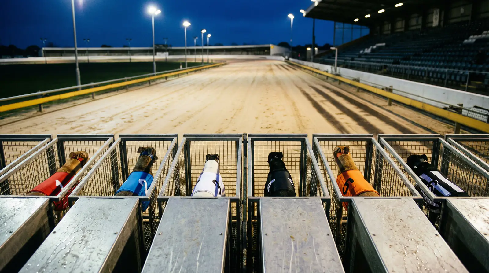 greyhound racing from behind the starting traps at a UK track