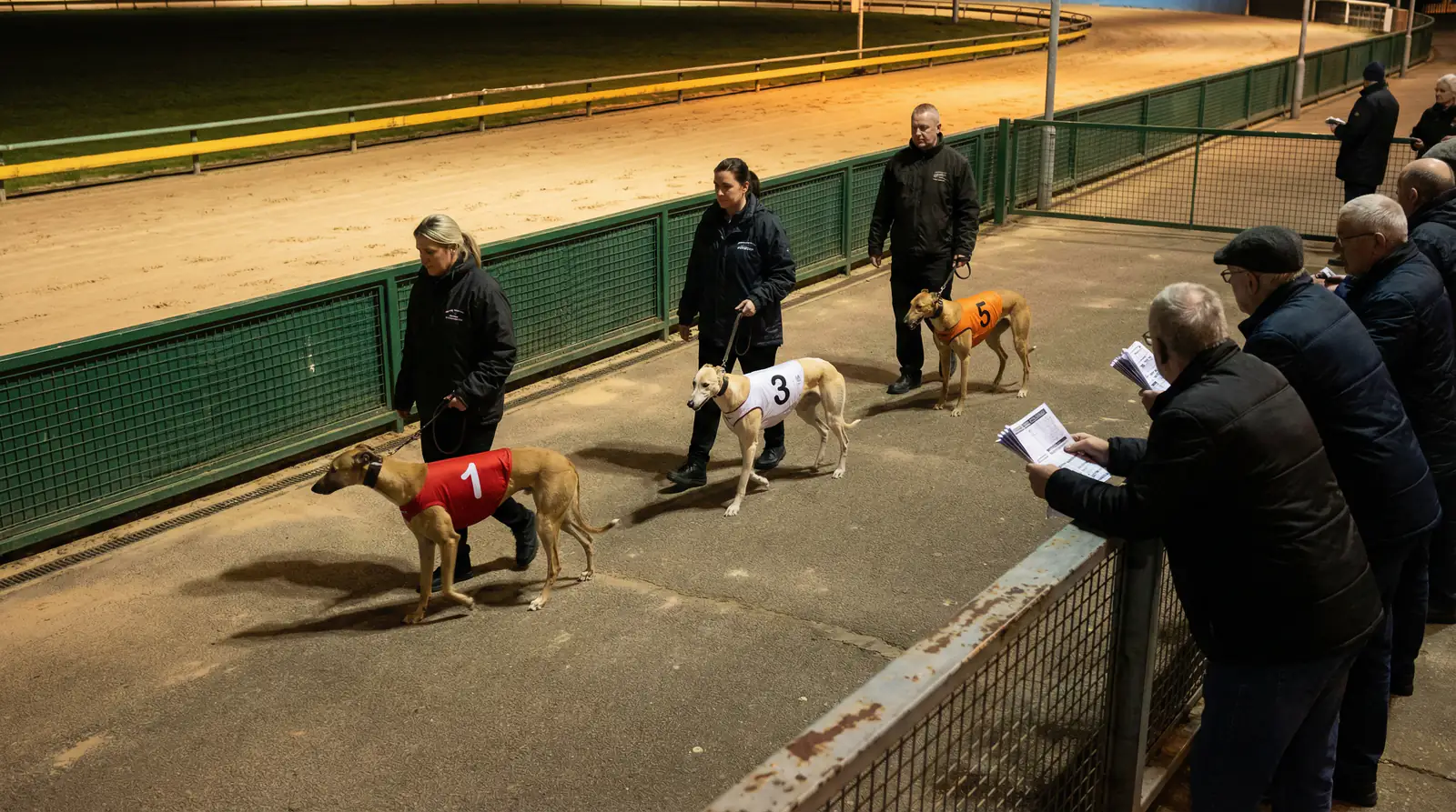 Greyhounds in numbered racing jackets being walked in a parade ring before a race